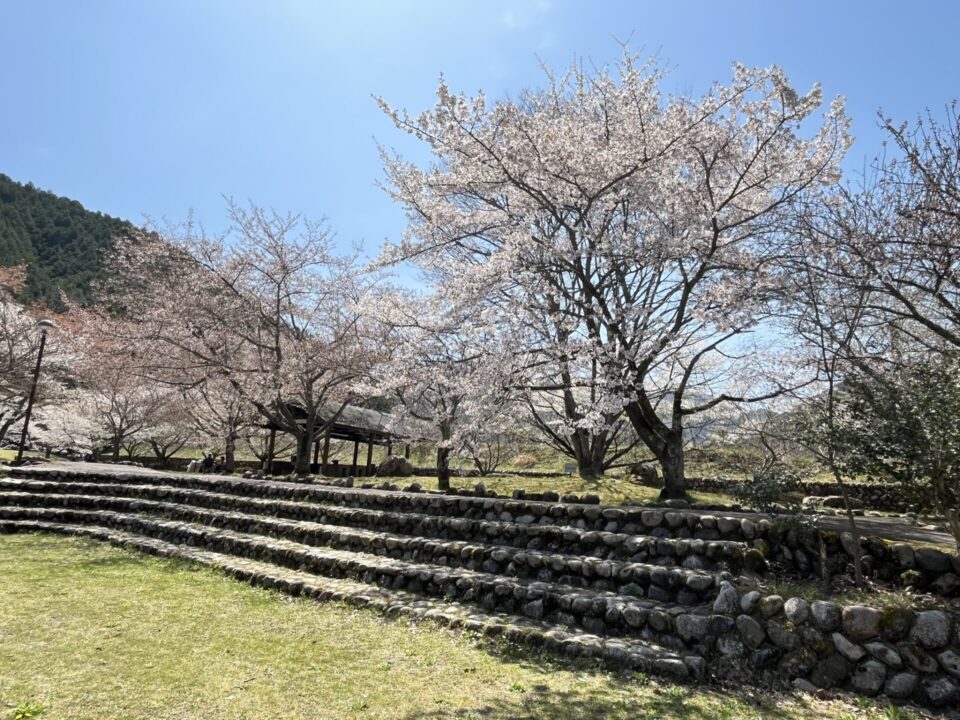川代公園の桜
