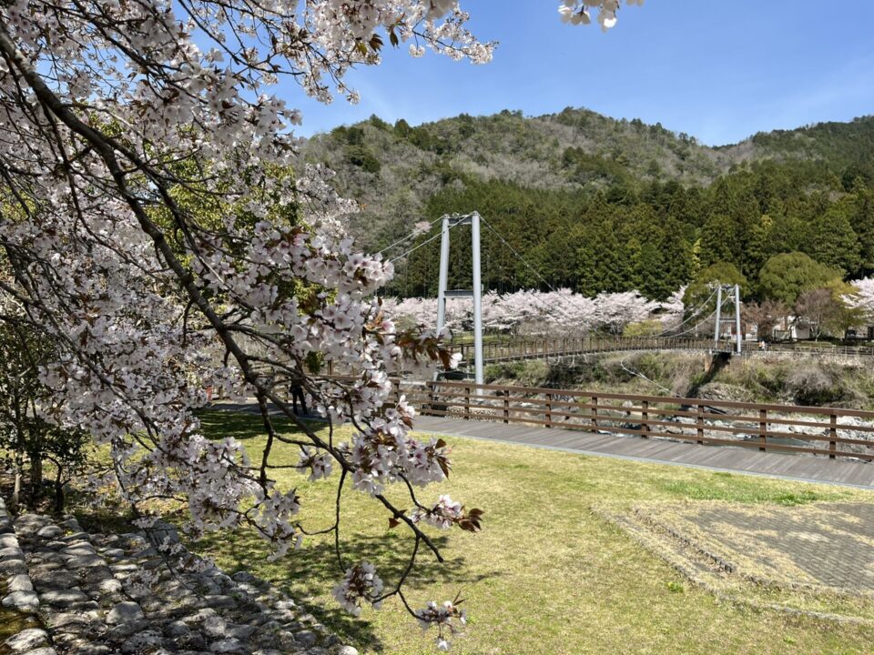 川代公園の桜