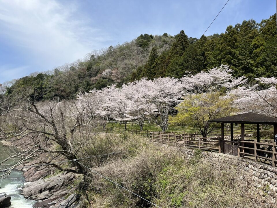 川代公園の桜