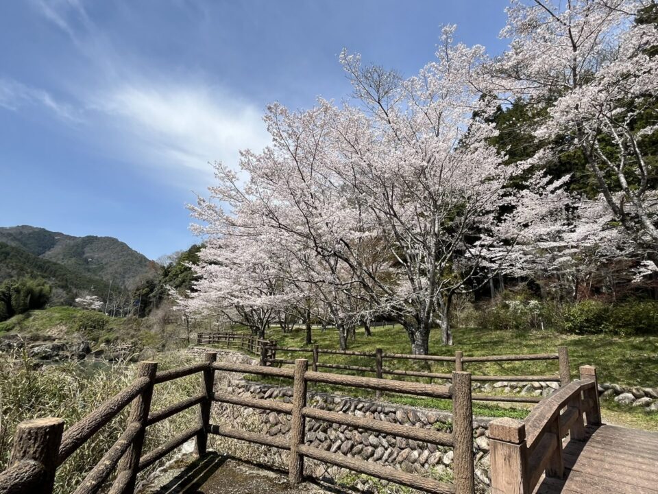 川代公園の桜