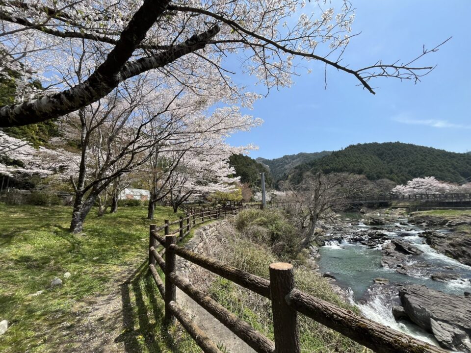 川代公園の桜