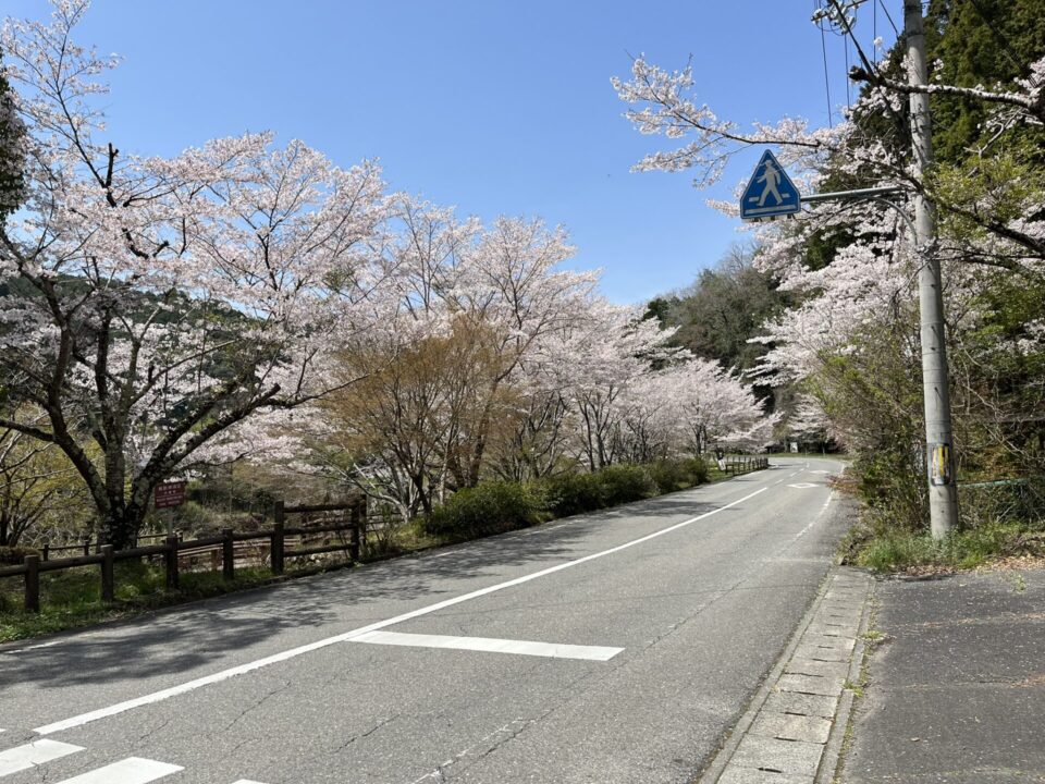 川代公園前の道路に咲く桜