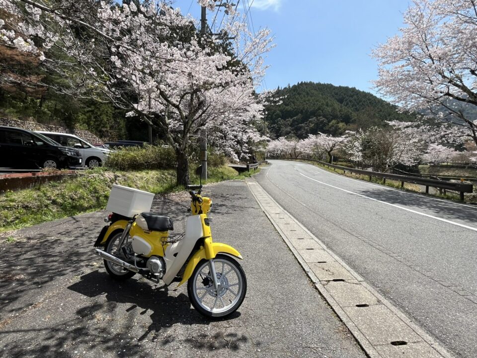 川代公園前の道路に咲く桜とスーパーカブ