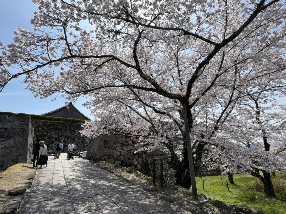 篠山城跡に咲く桜