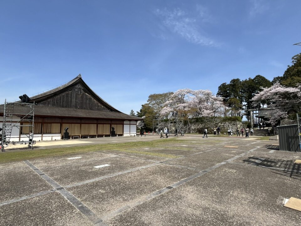 篠山城跡に咲く桜