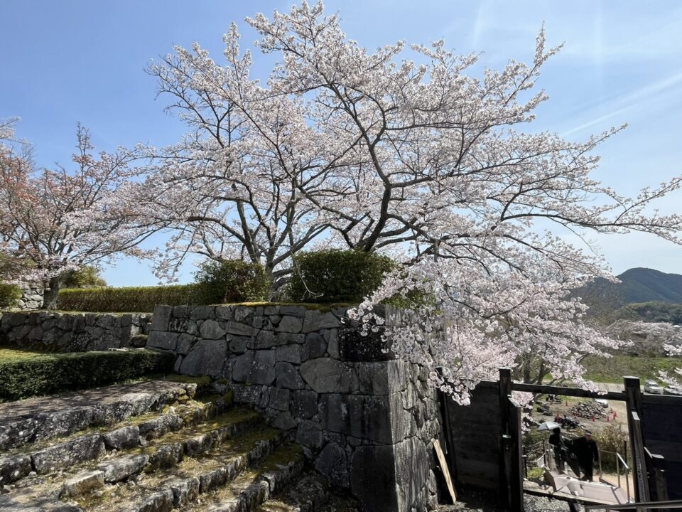 篠山城跡に咲く桜