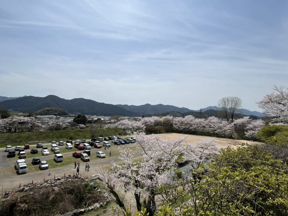 篠山城跡に咲く桜