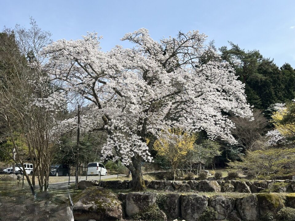 丹波猪村の桜