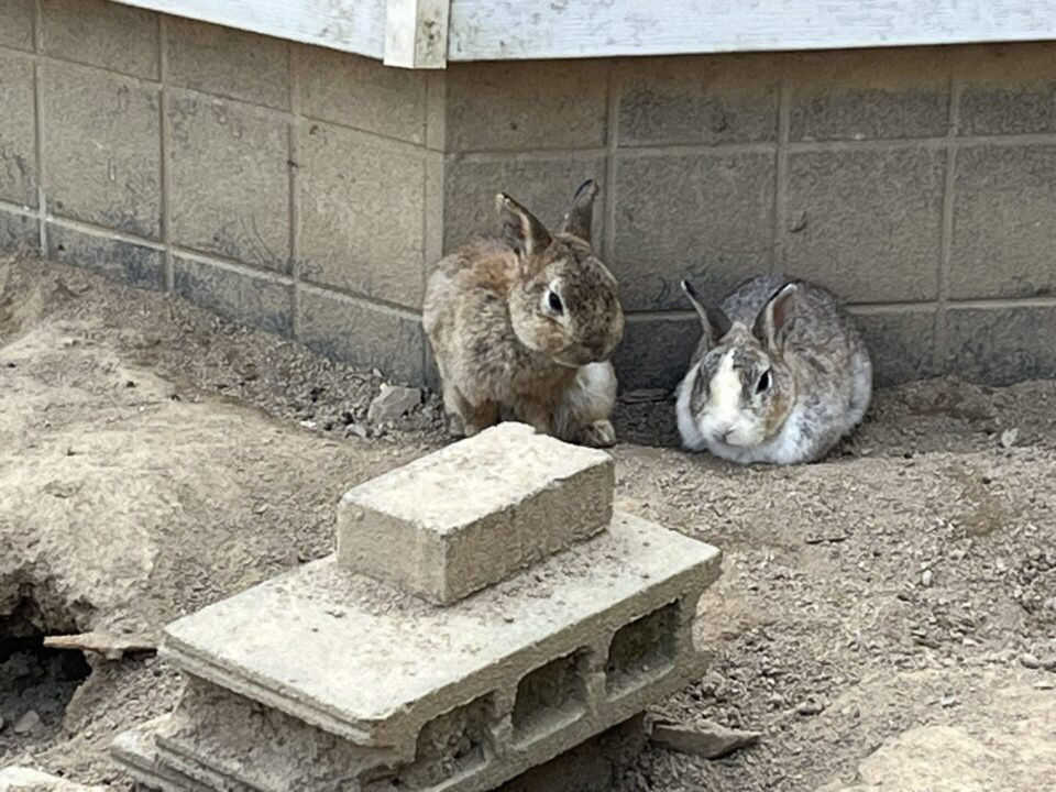 綾部ふれあい牧場にいるうさぎ