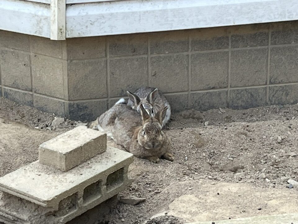 綾部ふれあい牧場にいるうさぎ
