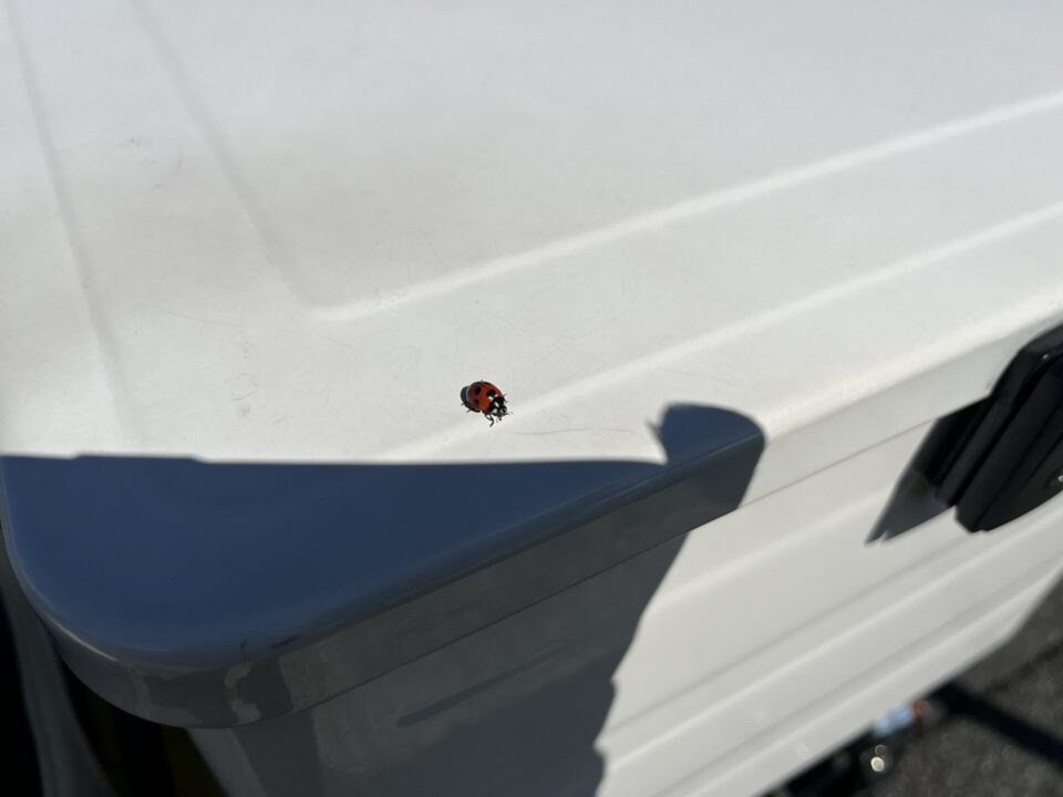 四国カルスト スーパーカブ ナナホシテントウムシ