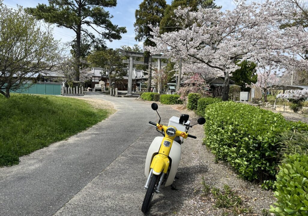 スーパーカブ110【JA59】 レビュー記事 桜とカブの写真