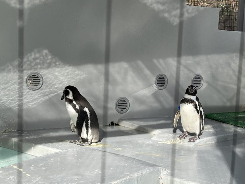 和歌山城公園動物園 ペンギン
