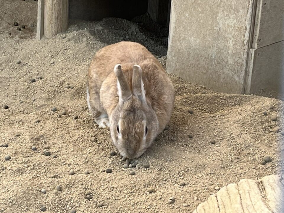 和歌山城公園動物園 ウサギ