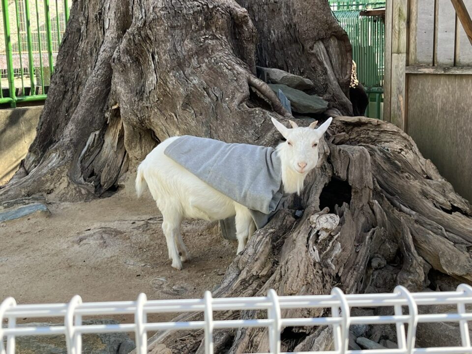 和歌山城公園動物園 ヤギ