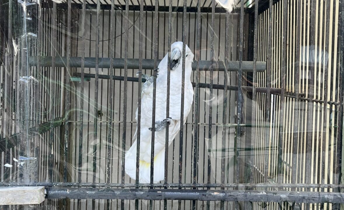 和歌山城公園動物園 タイハクオウム