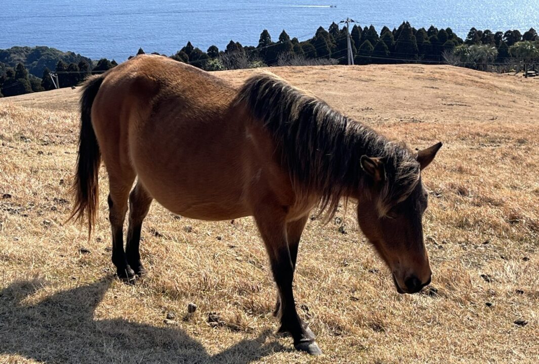 都井岬　寝てる野生馬