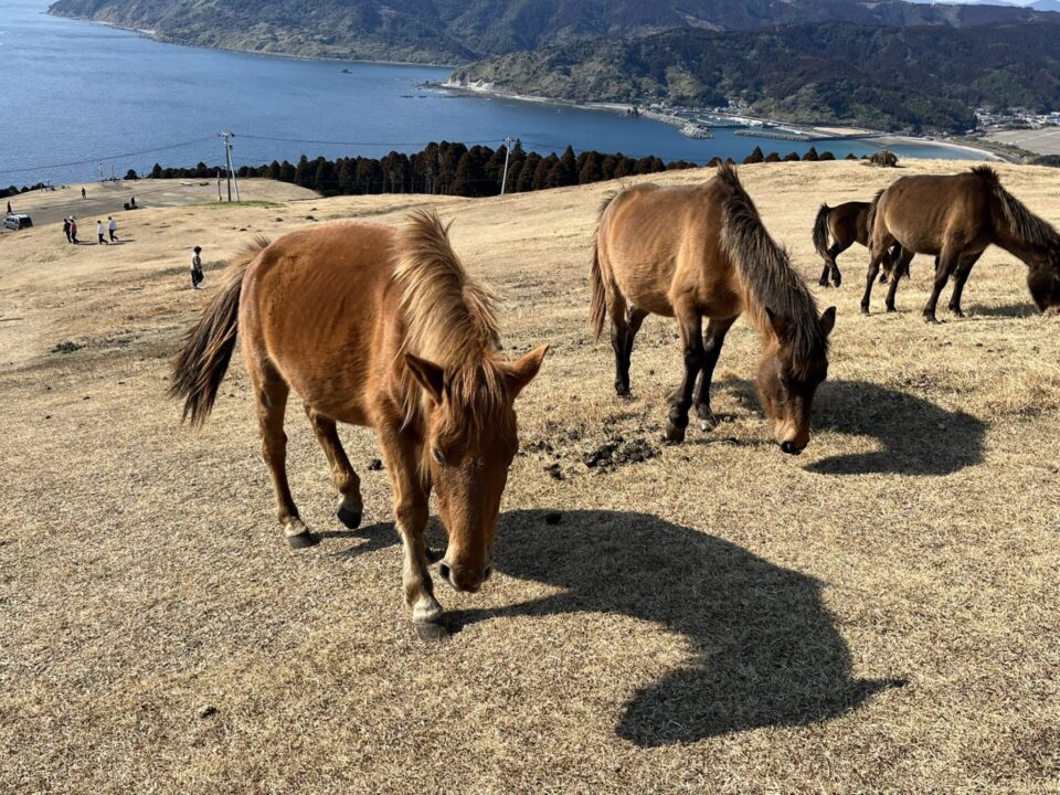 都井岬　野生馬