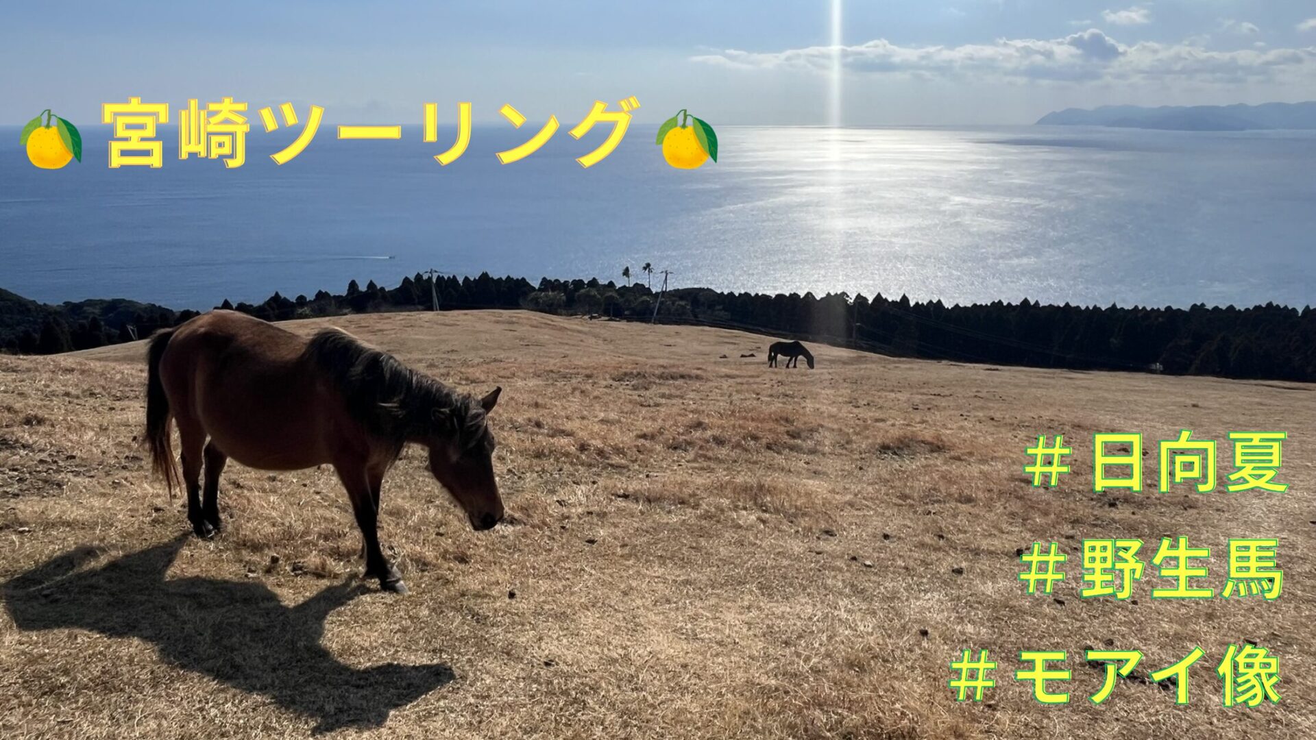 宮崎ツーリング　都井岬の野生馬（御崎馬）