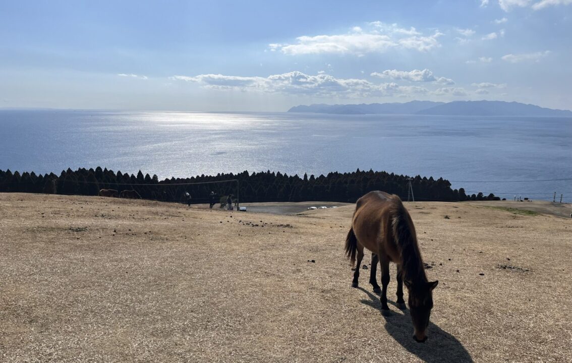 都井岬　野生馬