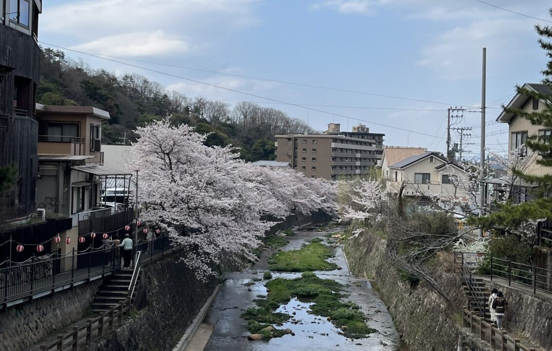有馬温泉で撮った、有馬川沿いに咲く桜の写真
